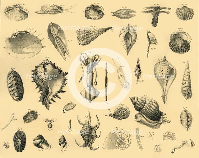 'Mollusca', c1910. Creator: Unknown.