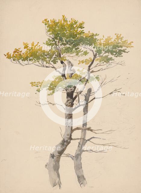 Study of a deciduous tree, around 1881. Creator: Friedrich Carl von Scheidlin.