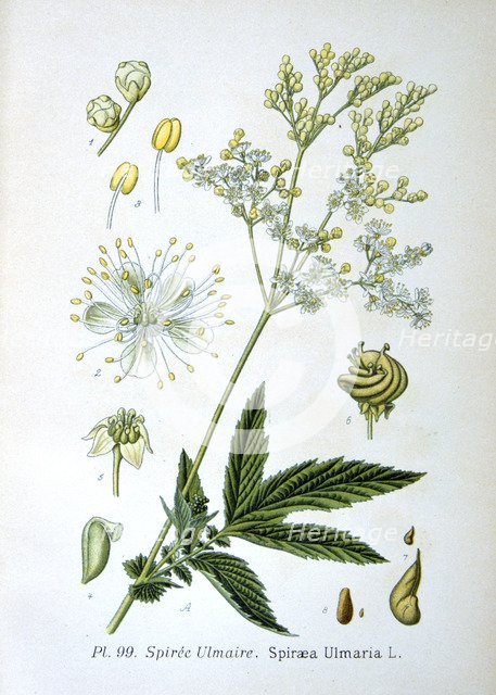 Meadowsweet, 1893. Artist: Unknown
