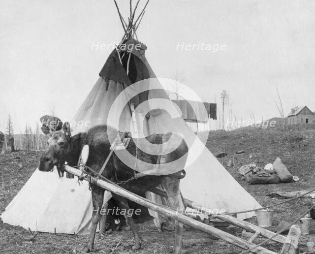 Moose harnessed for work beside tepee [i.e. tipi], 1916(?). Creator: C. W. Mathers.