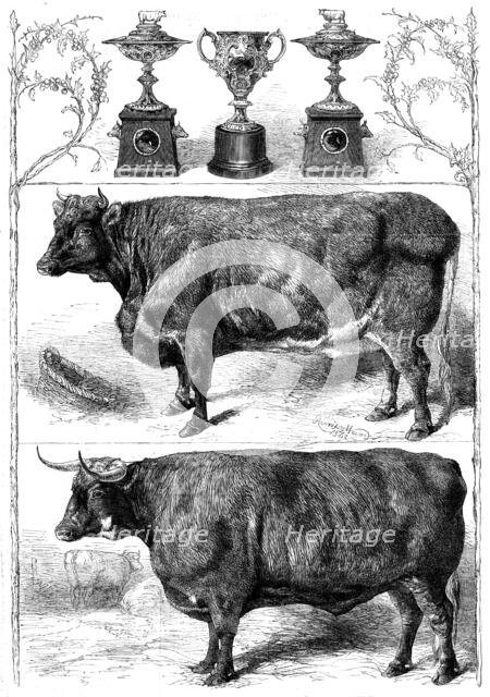 The Smithfield Club Show: prize cattle and cups, 1862. Creator: Harrison Weir.