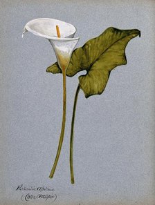 Arum lily (Zantedeschia aethiopica): inflorescence and leaf. Creator: Unknown.