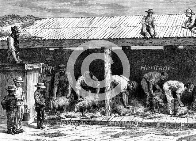 Sheep shearing, Australia, 1886.Artist: A Sirouy