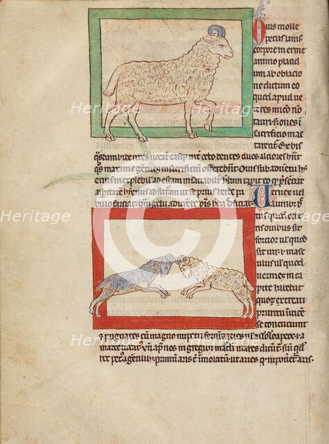 A Sheep; A Ram; Northumberland Bestiary, about 1250-1260. Creator: Unknown.