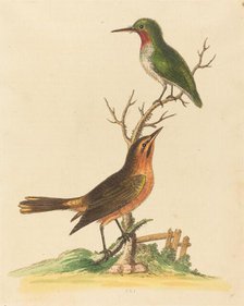 Green Bird with Red Throat and Brown and Orange Bird. Creator: George Edwards.