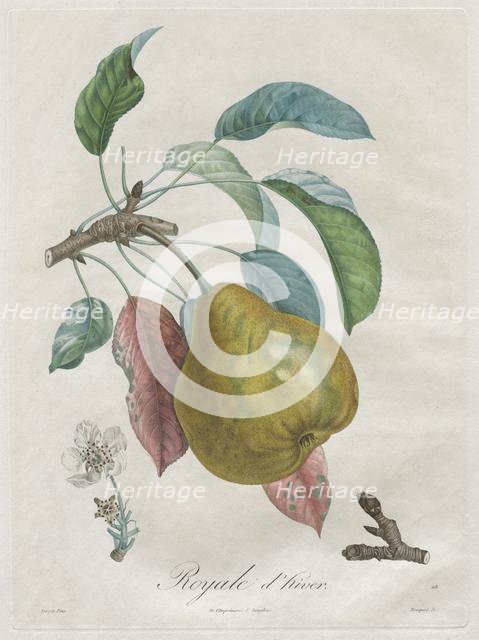 Traité des arbres fruitiers: Royal dhiver, 1808-1835. Creator: Henri Louis Duhamel du Monceau (French, 1700-1782).