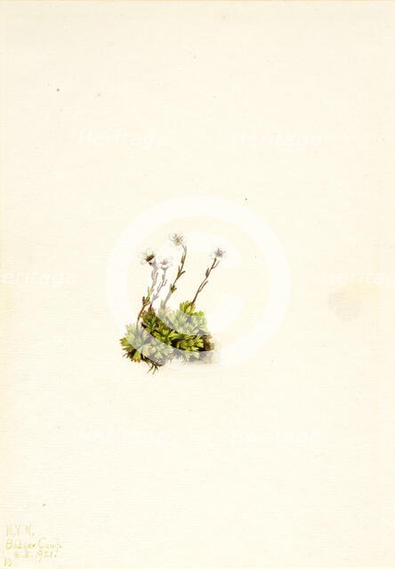 Tufted Saxifrage (Saxifraga caespitosa), 1921. Creator: Mary Vaux Walcott.