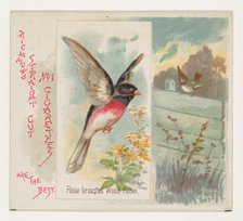 Rose-breasted Wood Robin, from the Song Birds of the World series (N42) for Allen & Ginter..., 1890. Creator: Allen & Ginter.