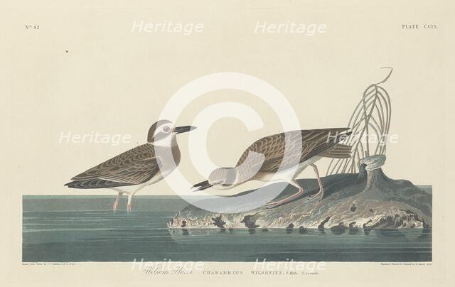 Wilson's Plover, 1834. Creator: Robert Havell.