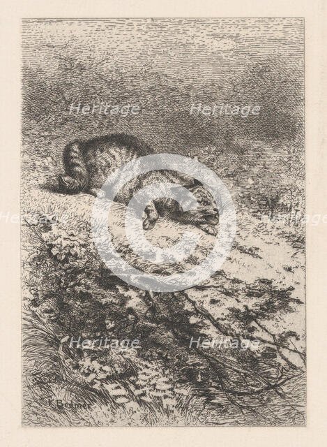 Wild Cat, ca. 1860. Creator: Karl Bodmer.