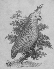 'Cockatoo', 19th century?  Creator: Unknown.
