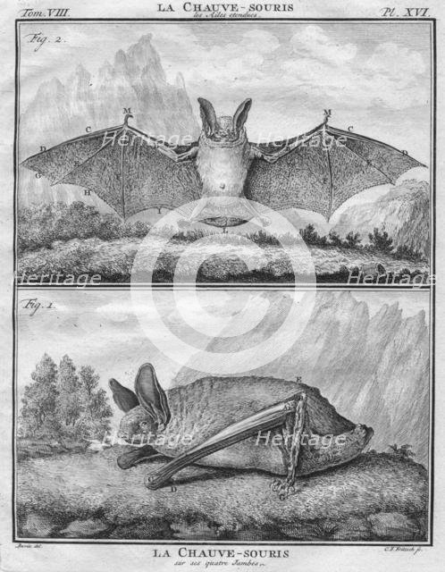 'La Chauve-Souris les Ailes entendues & La Chauve-Souris sur ses quatre Jambes', c1763.  Creator: Christian Friedrich Fritzsch.