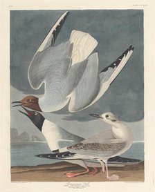 Bonapartian Gull, 1836. Creator: Robert Havell.