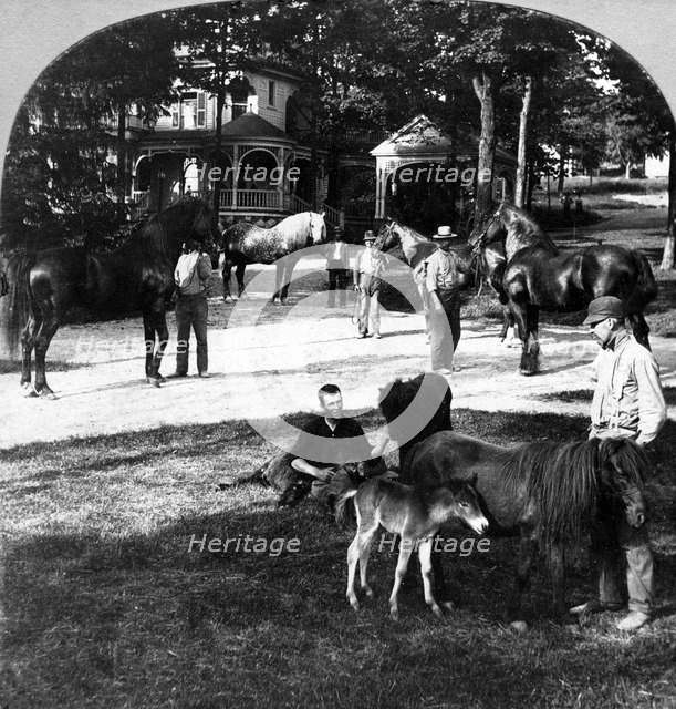 'All Sorts and Sizes'.Artist: The Fine Art Photographers Co