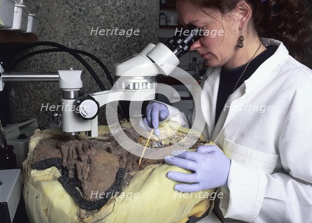 An archaeological conservator examining a skeleton. Artist: Unknown