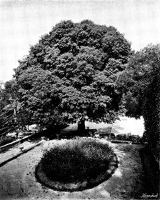 In the grounds of the Château Thorenc, Cannes, 1895. Creator: George Meisenbach.