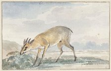 Guinea damsel goat or Sylvicapra Grimmia, 1765. Creator: Aert Schouman.