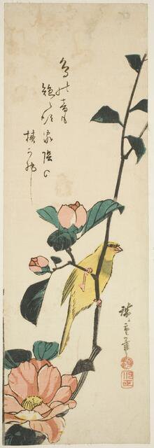 Canary and camellias, 1840s. Creator: Ando Hiroshige.