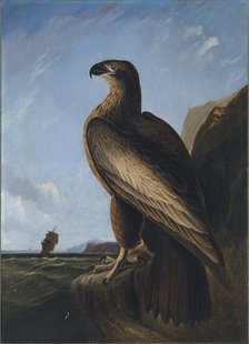 Washington Sea Eagle, ca. 1836-1839. Creator: John James Audubon.