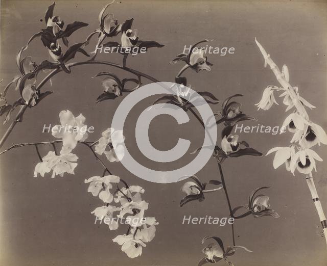 Study of Orchids, c. 1870s. Creator: Unidentified Photographer.