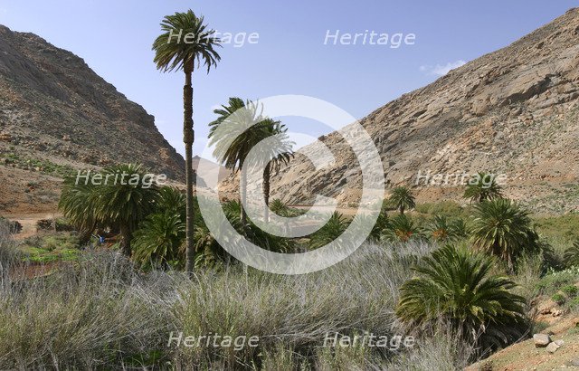 Vega de Rio Palmas, Fuerteventura, Canary Islands.