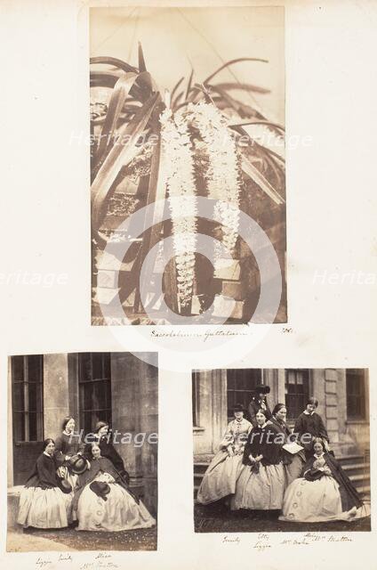 Saccolabium Guttatum; Lizzie, Emily, Alice, Mrs Stratton; Emily, Etty, Alice, Lizzie,..., 1853-1856. Creator: John Dillwyn Llewelyn.