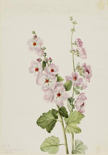 Orange-Eye Globemallow (Sphaeralcea davidsonii), 1926. Creator: Mary Vaux Walcott.