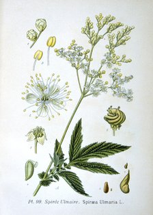 Meadowsweet, 1893. Artist: Unknown