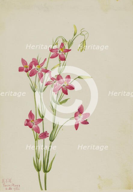 Pink Centaurium (Centaurium venustum), 1925. Creator: Mary Vaux Walcott.