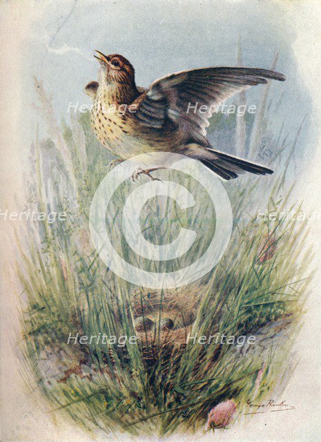 'Skylark - Alau'da arven'sis', c1910, (1910). Artist: George James Rankin.