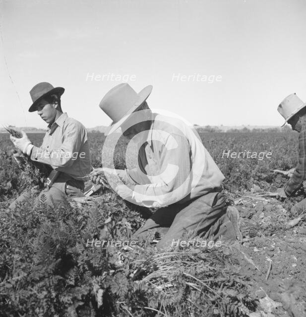 Migratory field worker pulling carrots, Imperial Valley, California, 1939. Creator: Dorothea Lange.