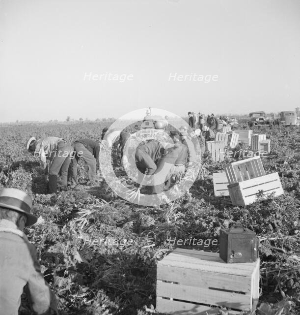 Gang of migratory carrot pullers in field, Imperial Valley, California, 1939. Creator: Dorothea Lange.