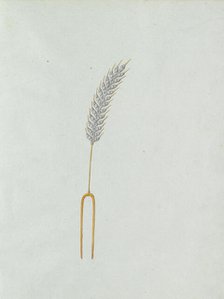 Ear of corn, c.1800-c.1810. Creator: Carl Friedrich Bärthel.