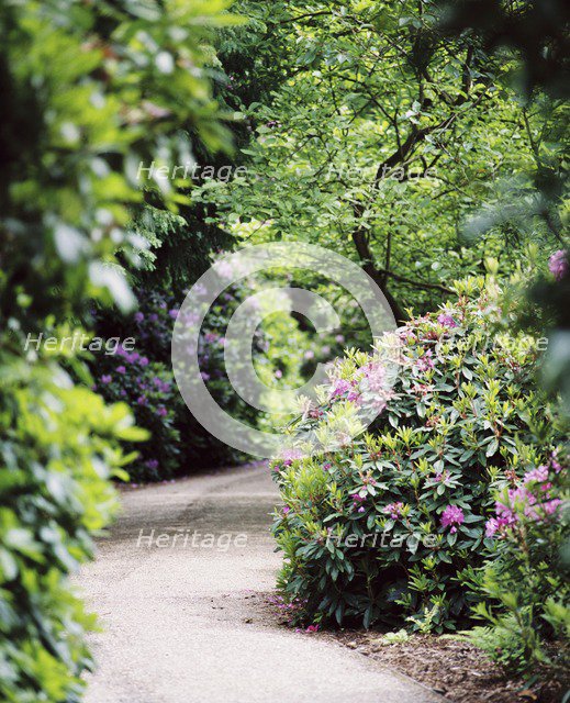 Flowering rhododendrons, gardens of Witley Court, Great Witley, Worcestershire, c2000-c2017. Artist: James O Davies.