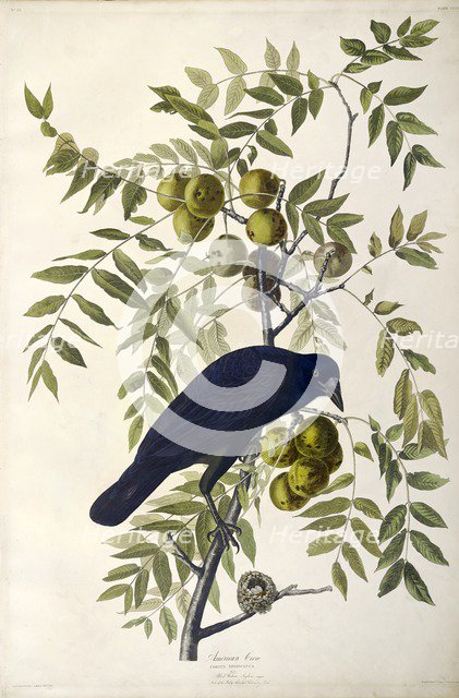 American Crow, Corvus Americanus, 1845.