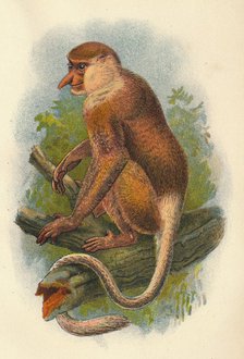 'The Proboscis Monkey', 1897. Artist: Henry Ogg Forbes.