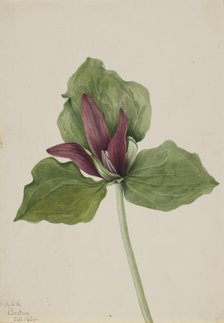 Giant Trillium (Trillium chloropetalum), 1921. Creator: Mary Vaux Walcott.