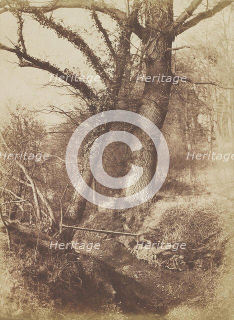 Trees, 1854-57. Creator: Thomas Keith.