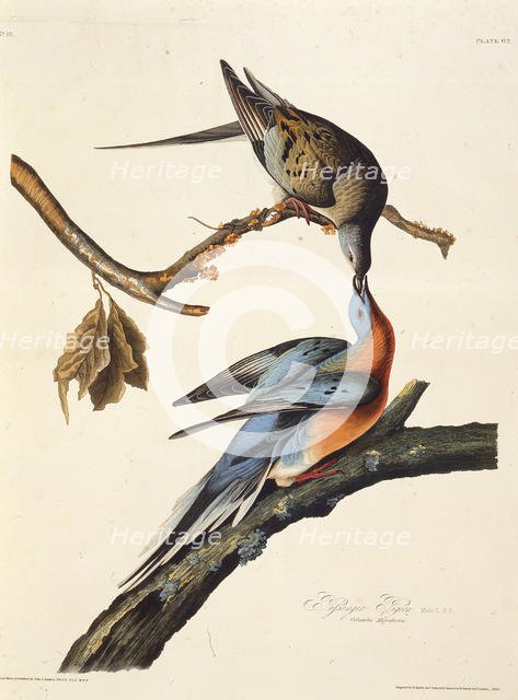 The passenger pigeon. From "The Birds of America", 1827-1838. Creator: Audubon, John James (1785-1851).