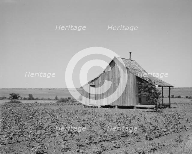 The cotton lands of Ellis County, Texas, 1937. Creator: Dorothea Lange.