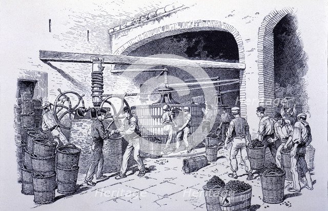 Detail of hand-presses at a winery, engraving, 1900.