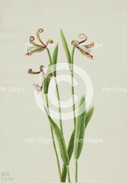 Rosebud Orchid (Pogonia divaricata), 1926. Creator: Mary Vaux Walcott.