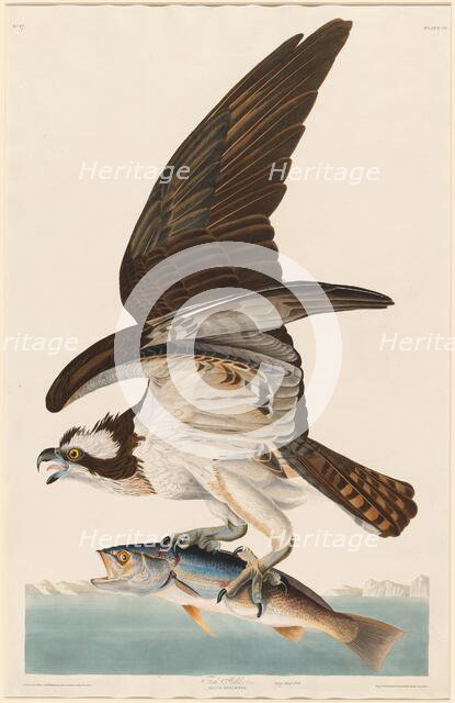 Fish Hawk, 1830. Creator: Robert Havell.