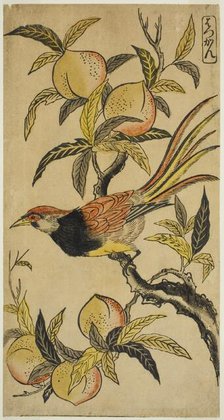 Silver Pheasant (Hakkan), c. 1730. Creator: Nishimura Shigenaga.