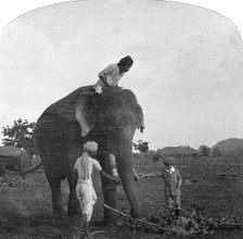 Master Ekbal feeding an elephant, India, 1900s. Artist: Unknown