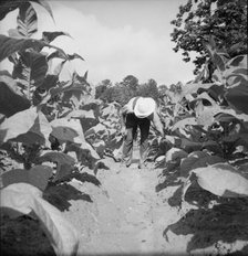 Possibly: White sharecropper, Mr. Taylor, Granville County, North Carolina, 1939. Creator: Dorothea Lange.