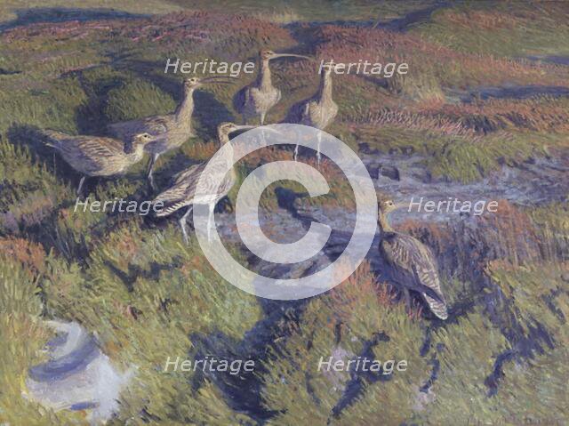 Curlews about to take flight, 1911. Creator: Vilhelm Theodor Fischer.