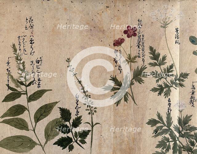 Five flowering plants, one possibly an Anthriscus species, 1870. Creator: Unknown.
