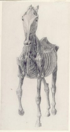 Finished study for 'The Ninth Anatomical Table of the Muscles ... of the Horse', 1756. Creator: George Stubbs.