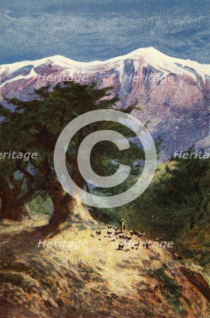 'Cedars of Lebanon - Matt. xii. 33', c1924. Creators: James Clark, Henry A Harper.